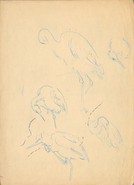 藏品:(1)鷺鷥 （各姿態）；(2)鷺鷥 （各姿態）的(2)張圖片