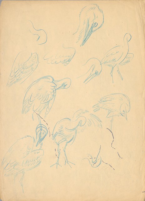 藏品:(1)鷺鷥 （各姿態）；(2)鷺鷥 （各姿態）的(3)張圖片