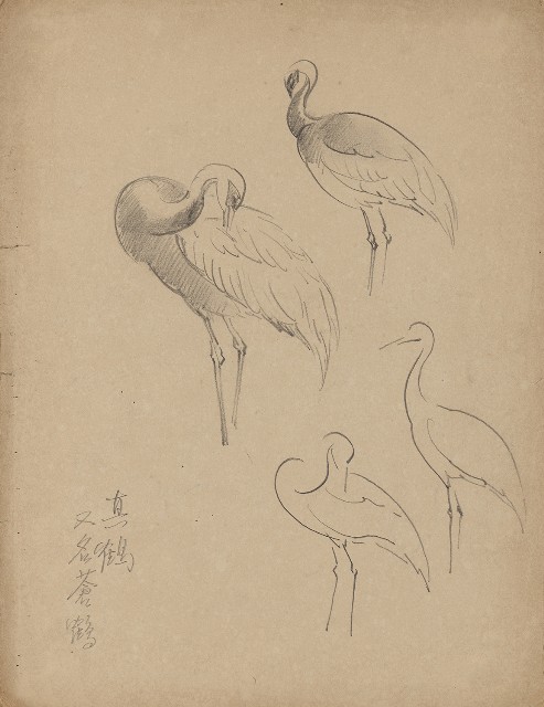 藏品:(1)真鶴， 又名蒼鶴；(2)真鶴， 又名蒼鶴的(1)張圖片