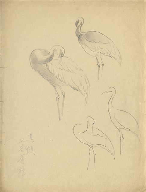 藏品:(1)真鶴， 又名蒼鶴；(2)真鶴， 又名蒼鶴的(1)張圖片