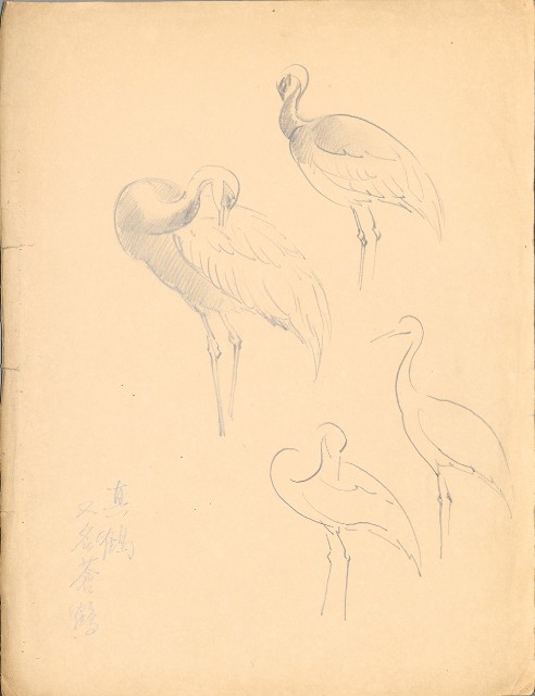 藏品:(1)真鶴， 又名蒼鶴；(2)真鶴， 又名蒼鶴的(2)張圖片