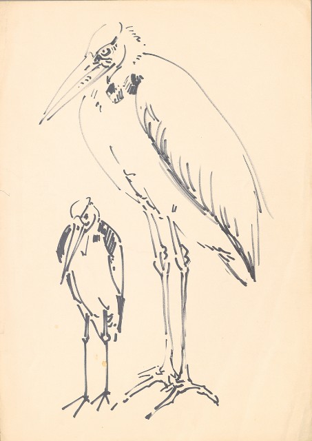 藏品:禿鸛的(1)張圖片