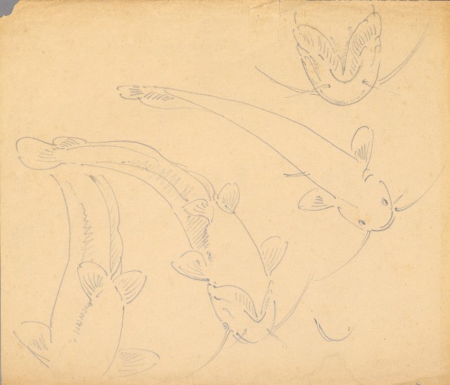 藏品:(1)魚；(2)魚的(3)張圖片