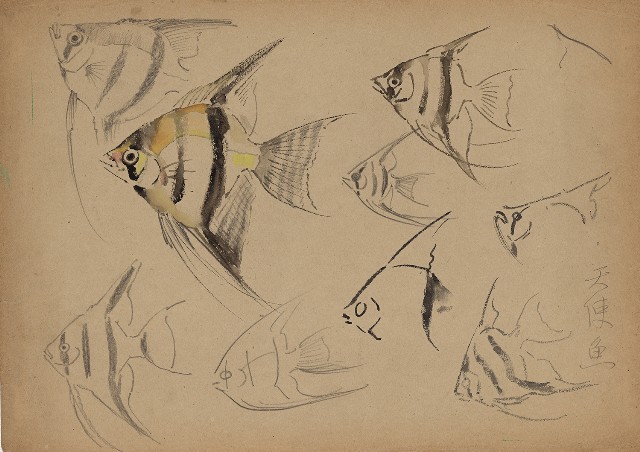 藏品:天使魚的(1)張圖片