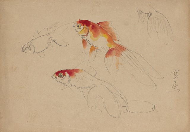 藏品:金魚的(1)張圖片