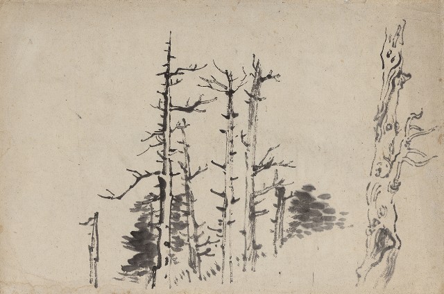 藏品:高山樹的(1)張圖片