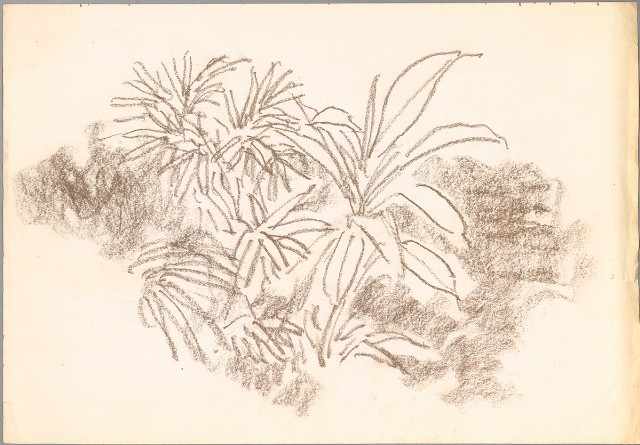 藏品:草葉的(1)張圖片