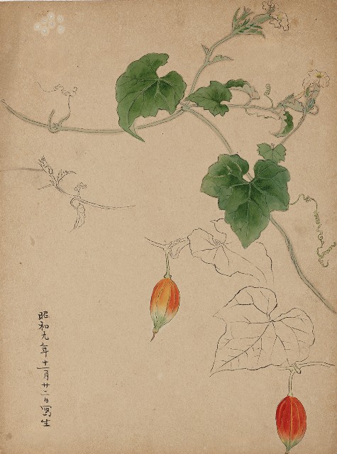 藏品:(1)瓜藤；(2)二公雞(草稿)的(1)張圖片