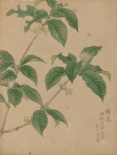 藏品:(1)桂花；(2)鄉村(草稿)的(1)張圖片