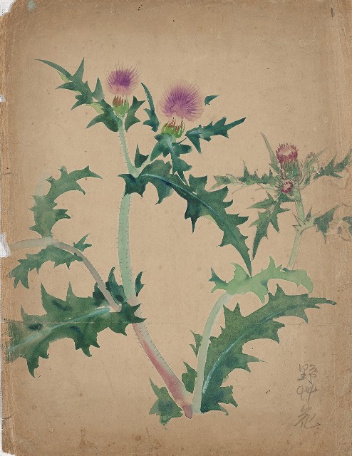 藏品:(1)薊花；(2)野草花的(1)張圖片