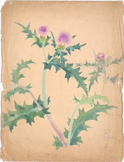 藏品:(1)薊花；(2)野草花的(1)張圖片
