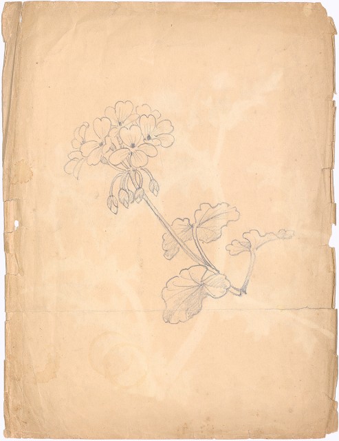 藏品:(1)薊花；(2)野草花的(2)張圖片