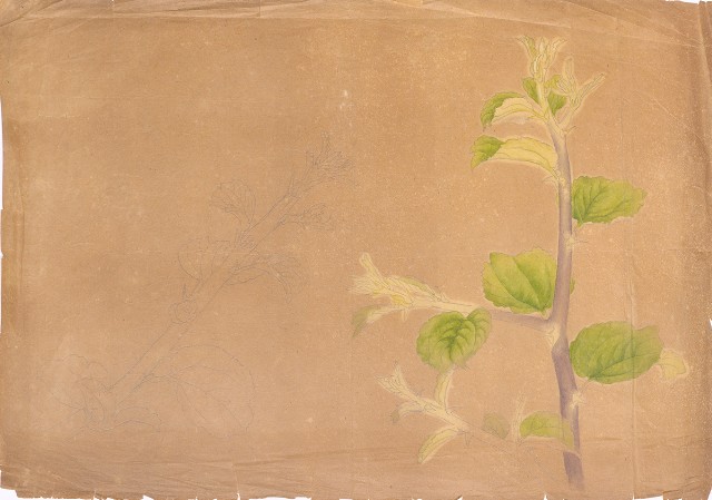 藏品:植物的(1)張圖片