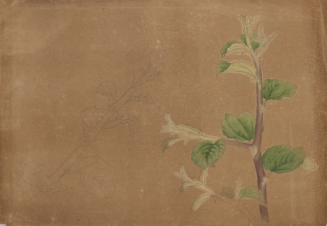 藏品:植物的(1)張圖片