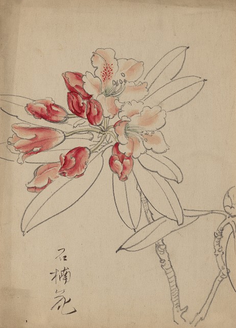 藏品:石楠花的(1)張圖片