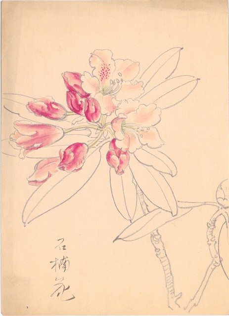 藏品:石楠花的(1)張圖片