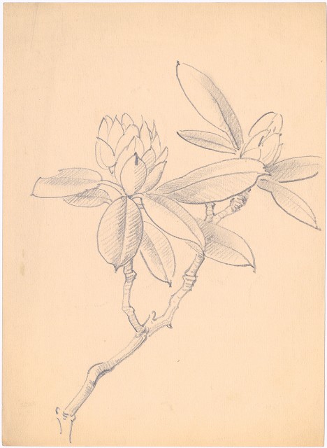 藏品:石楠花的(1)張圖片