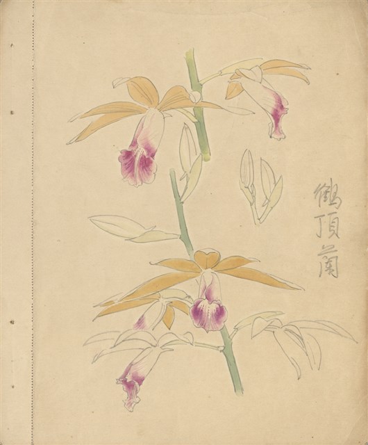 藏品:(1)鶴頂蘭(水彩)；(2)櫻樹枝(鉛描)的(1)張圖片