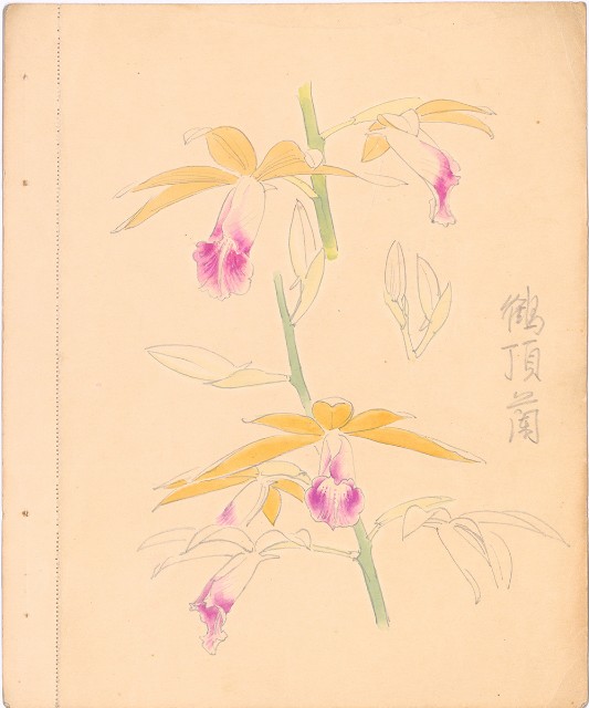 藏品:(1)鶴頂蘭(水彩)；(2)櫻樹枝(鉛描)的(2)張圖片