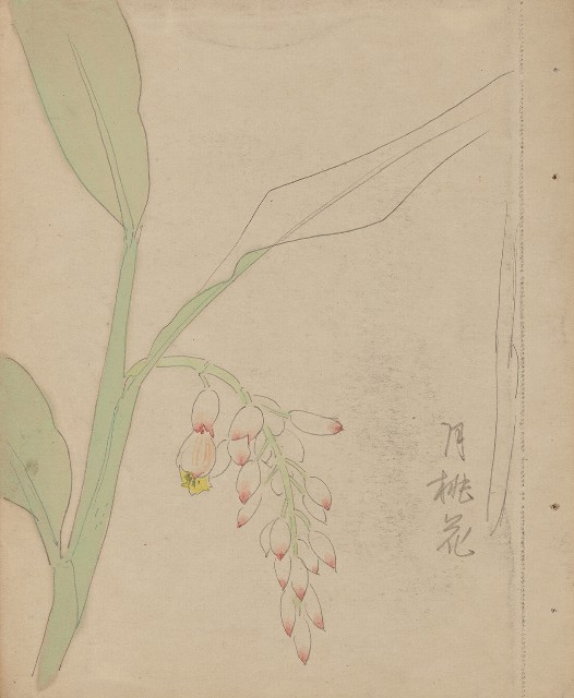 藏品:(1)月桃花；(2)月桃花的(1)張圖片