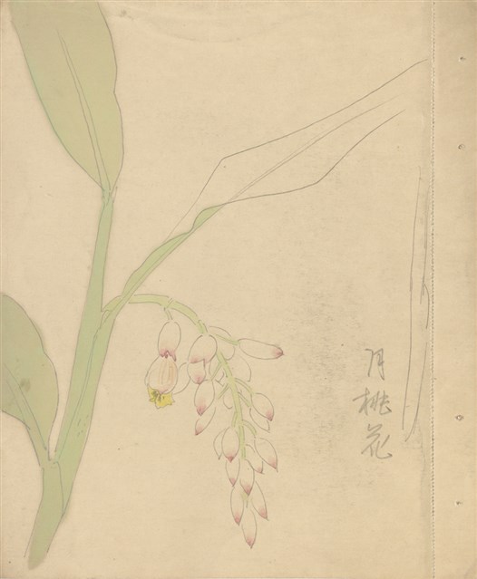 藏品:(1)月桃花；(2)月桃花的(1)張圖片