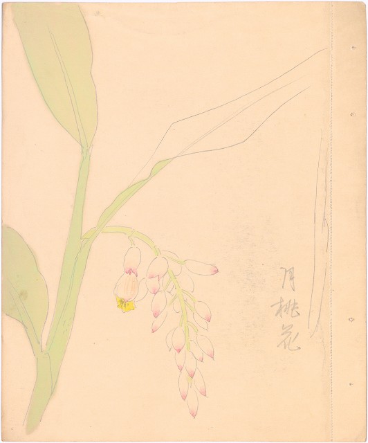 藏品:(1)月桃花；(2)月桃花的(2)張圖片