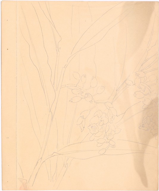 藏品:(1)月桃花；(2)月桃花的(3)張圖片