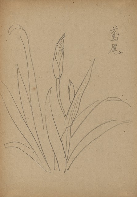 藏品:鳶尾的(1)張圖片