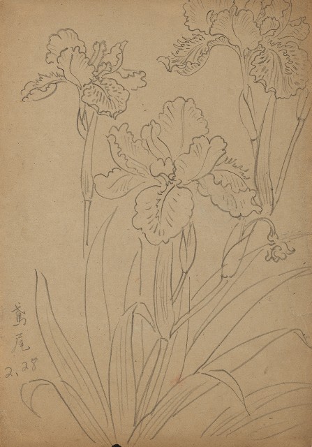 藏品:鳶尾的(1)張圖片