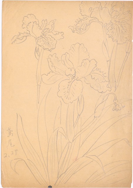 藏品:鳶尾的(1)張圖片