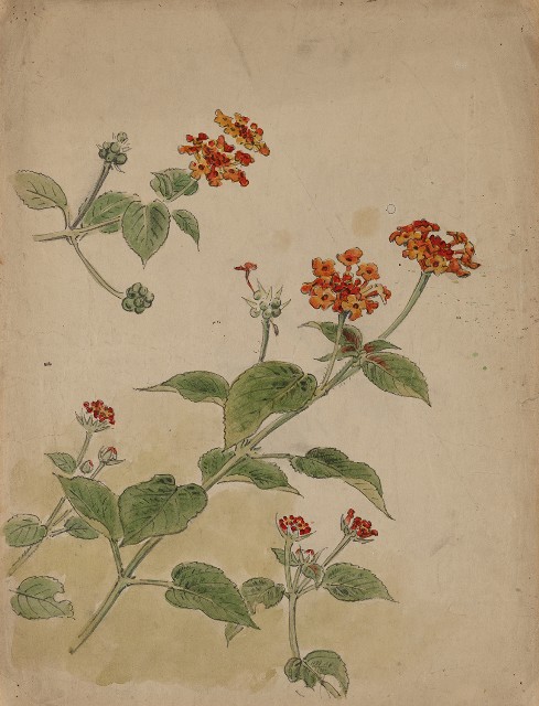藏品:(1)草花(馬櫻丹)；(2)菊花的(1)張圖片