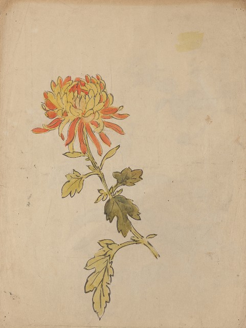 藏品:(1)草花(馬櫻丹)；(2)菊花的(2)張圖片