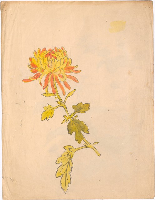 藏品:(1)草花(馬櫻丹)；(2)菊花的(3)張圖片