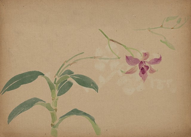 藏品:(1)蘭花；(2)蘭花的(1)張圖片