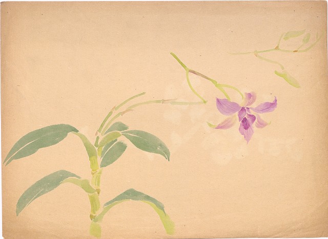 藏品:(1)蘭花；(2)蘭花的(2)張圖片