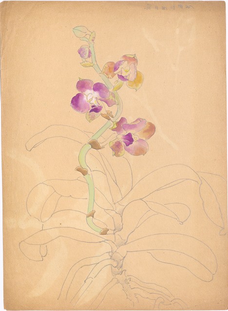 藏品:(1)蘭花；(2)蘭花的(3)張圖片