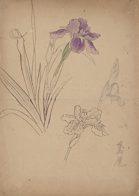 藏品:鳶尾的(1)張圖片