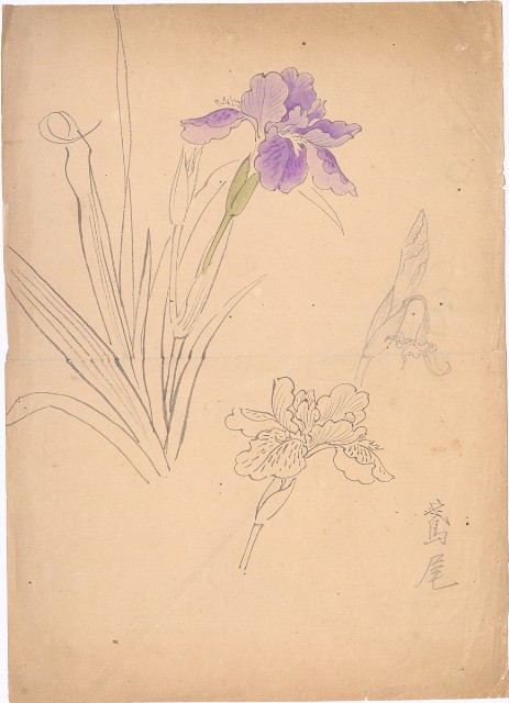 藏品:鳶尾的(1)張圖片