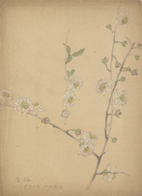 藏品:(1)唐梅；(2)茶花的(1)張圖片