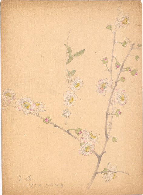 藏品:(1)唐梅；(2)茶花的(2)張圖片