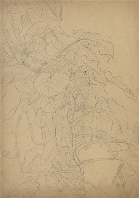 藏品:(1)萬年青；(2)鸚鵡的(1)張圖片