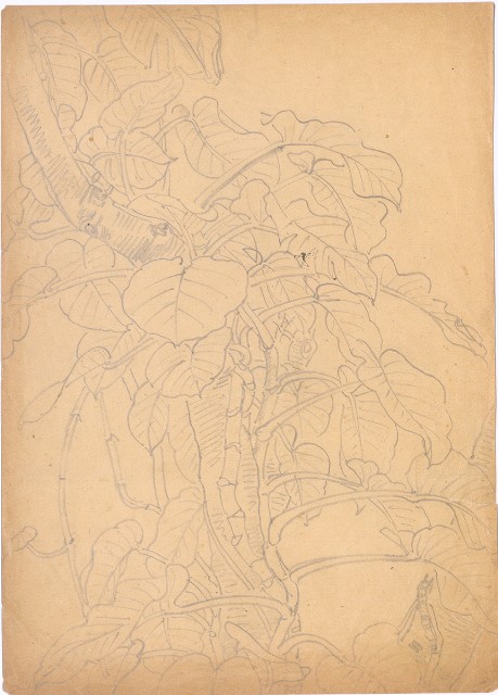 藏品:(1)萬年青；(2)鸚鵡的(2)張圖片