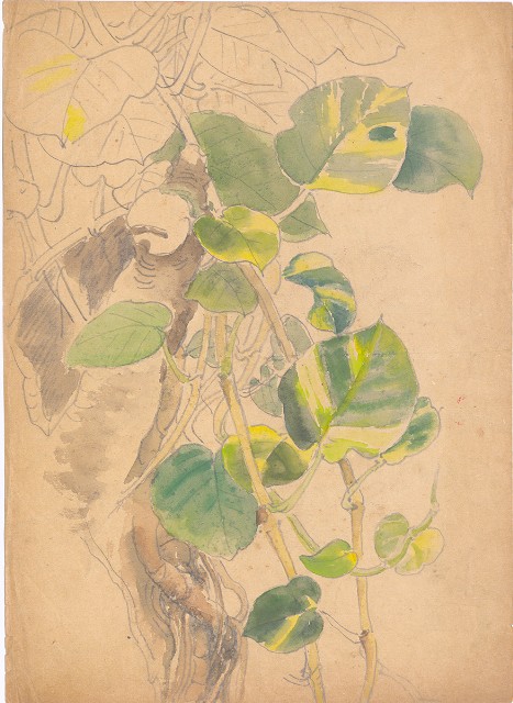 藏品:黃金葛的(1)張圖片