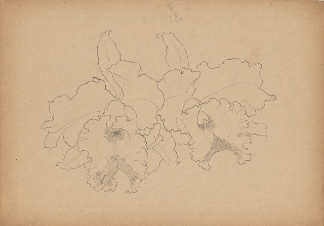 藏品:二朵蘭花的(1)張圖片