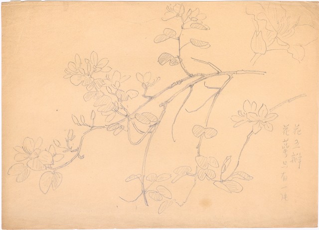 藏品:五瓣花的(1)張圖片