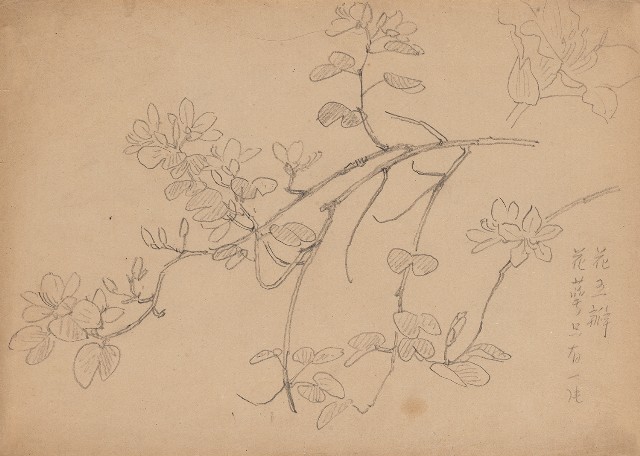 藏品:五瓣花的(1)張圖片