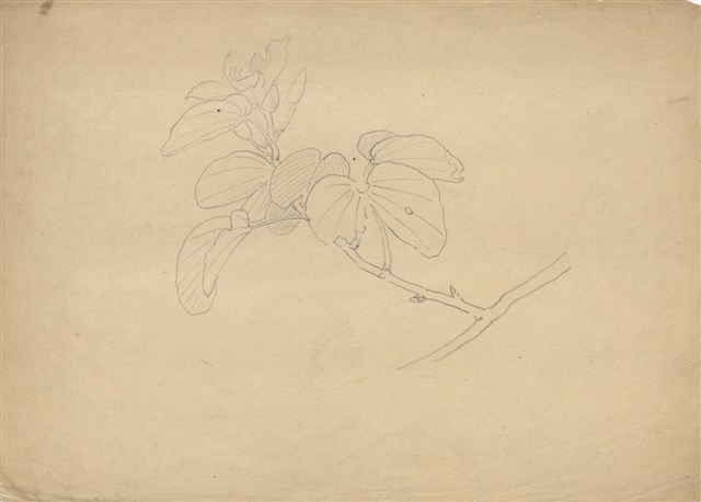 藏品:(1)花(羊蹄甲)；(2)花的(1)張圖片