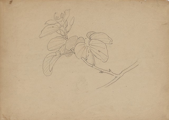 藏品:(1)花(羊蹄甲)；(2)花的(1)張圖片