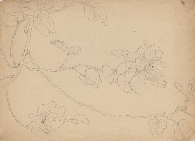 藏品:(1)花(羊蹄甲)；(2)花的(2)張圖片