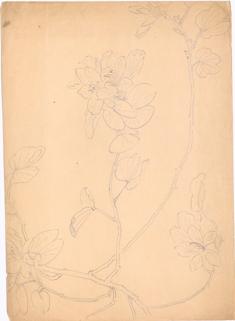 藏品:(1)花(羊蹄甲)；(2)花的(3)張圖片